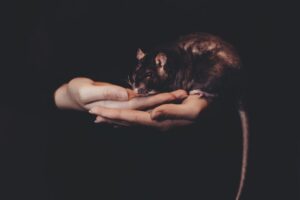 rat